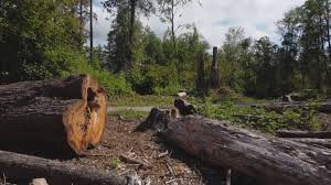 Best Tree Trimming and Pruning  in Clearlake, CA