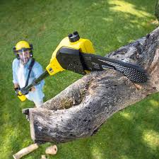  Clearlake, CA Tree Removal Pros