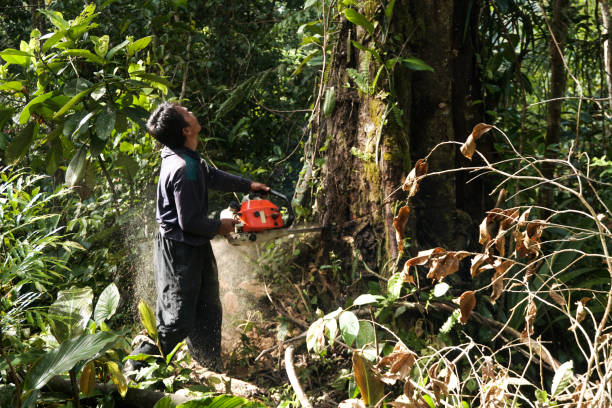 Tree and Shrub Care in Clearlake, CA