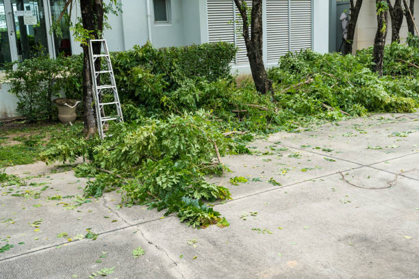 How Our Tree Care Process Works  in  Clearlake, CA