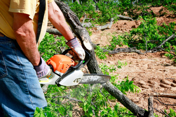 Best Lawn Irrigation Installation and Maintenance  in Clearlake, CA